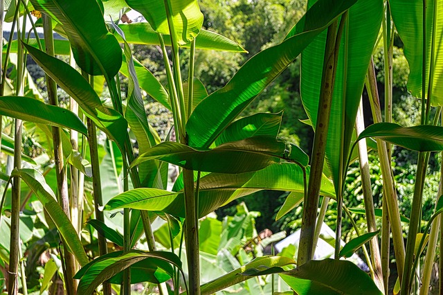 abaca