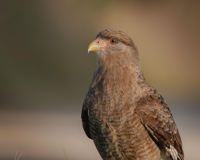 Hình ảnh minh họa ý nghĩa của từ abductor
