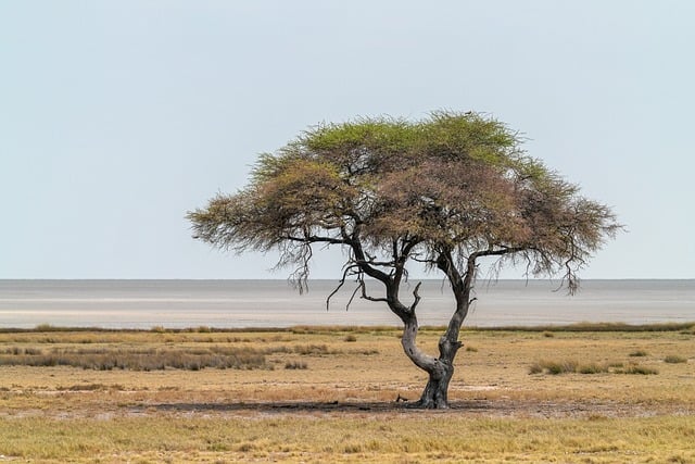 acacia