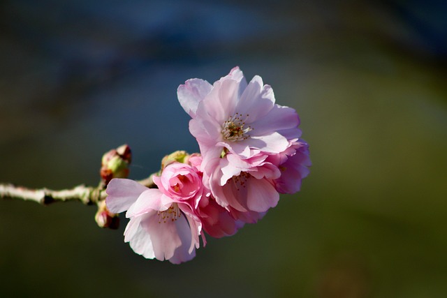 Hình ảnh minh họa ý nghĩa của từ accolades