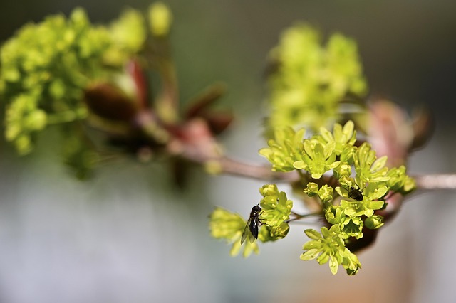 acer platanoides