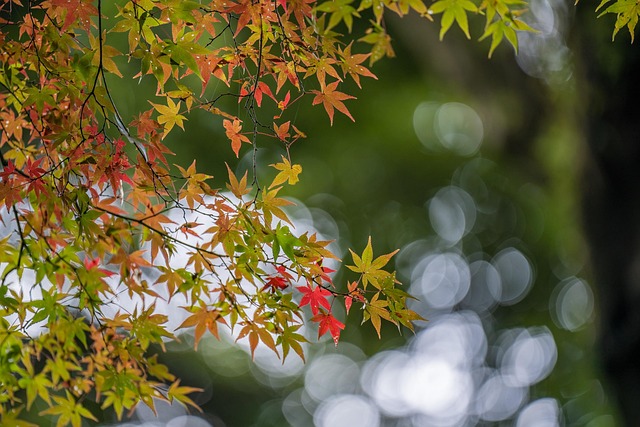 acer saccharum
