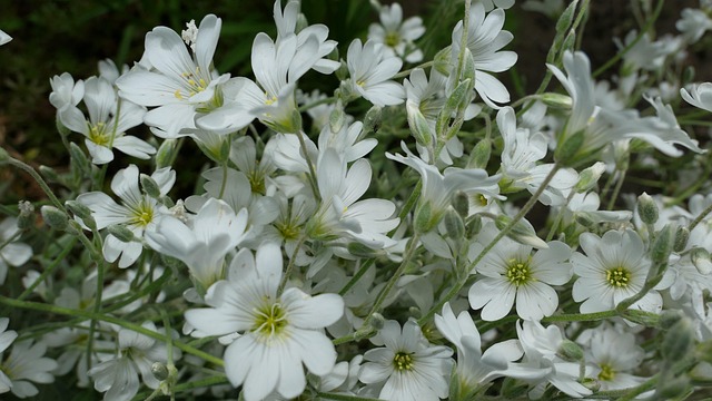 Hình ảnh minh họa ý nghĩa của từ actinic keratosis