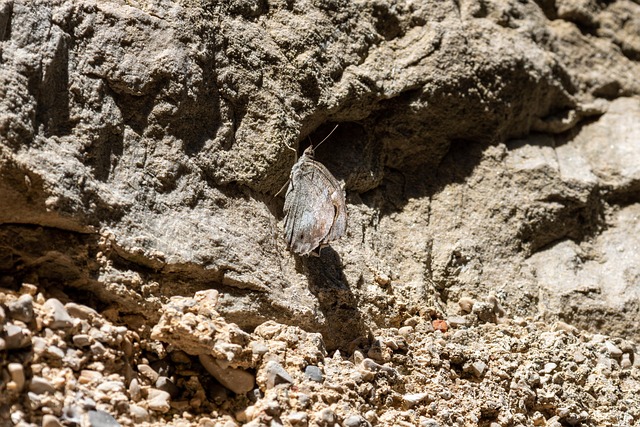 Hình ảnh minh họa ý nghĩa của từ adaptation