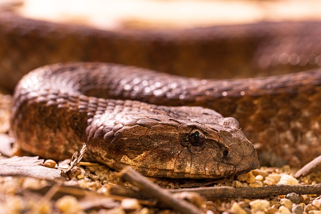 adder