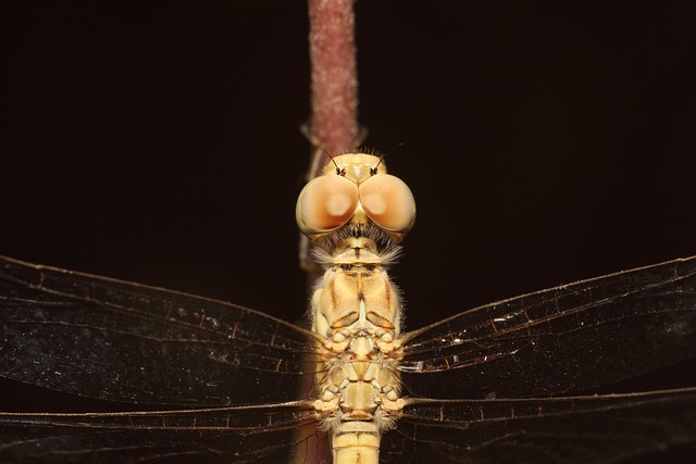 Hình ảnh minh họa ý nghĩa của từ adhering