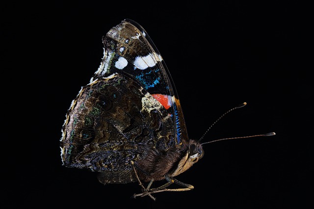 Hình ảnh minh họa ý nghĩa của từ admirable