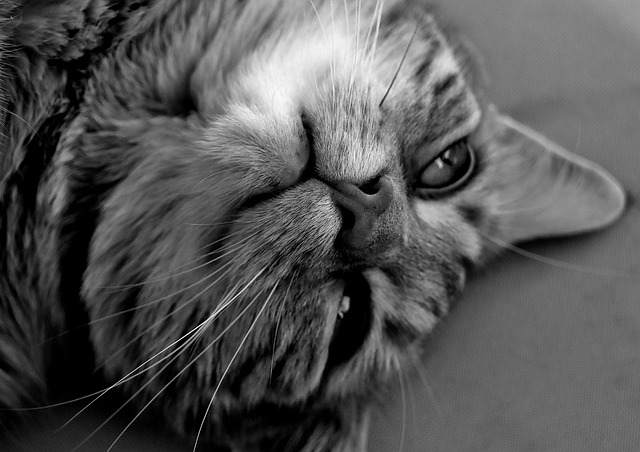 Hình ảnh minh họa ý nghĩa của từ adorned