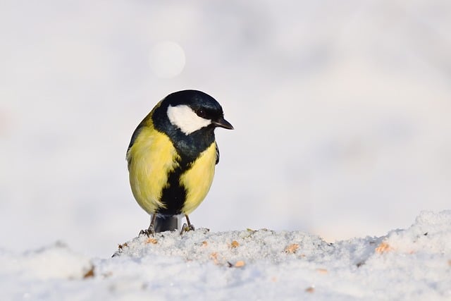 adult bird