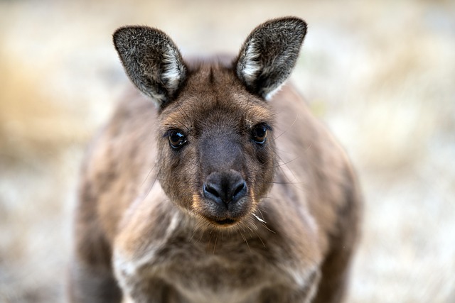 adult kangaroo
