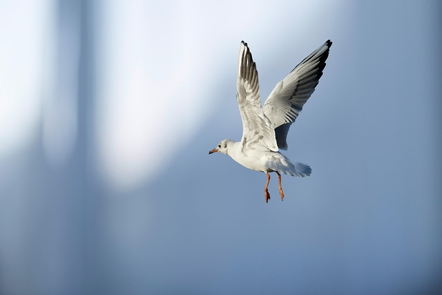 aerial animal