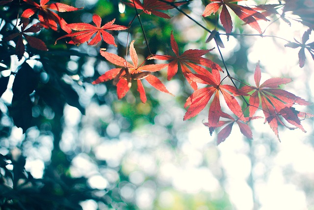 Hình ảnh minh họa ý nghĩa của từ aestheticism