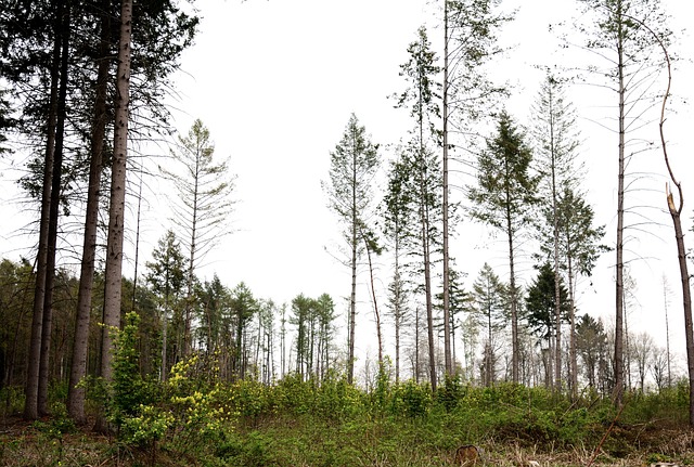 afforest
