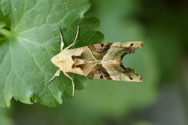 Hình ảnh minh họa ý nghĩa của từ agate