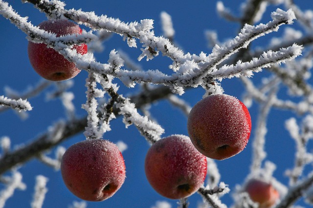 Hình ảnh minh họa ý nghĩa của từ agricultural society