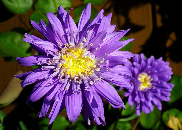 Hình ảnh minh họa ý nghĩa của từ akin to