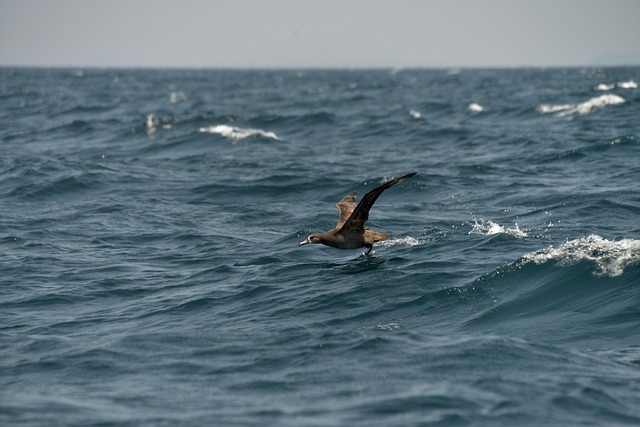 albatross