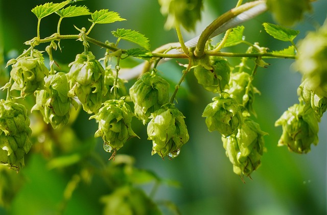 alcohol plant