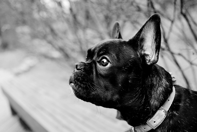 alert expression