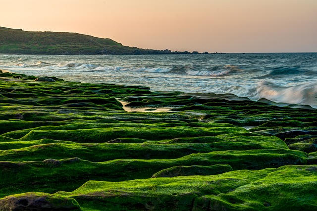 algal bloom