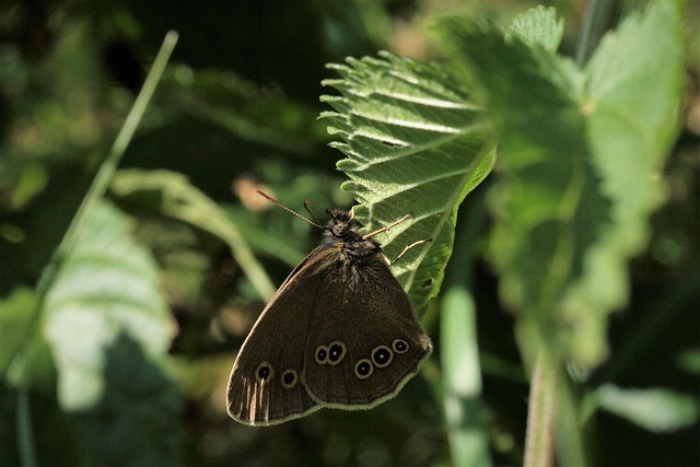 Hình ảnh minh họa ý nghĩa của từ alight