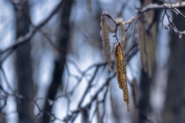 Hình ảnh minh họa ý nghĩa của từ allergenic