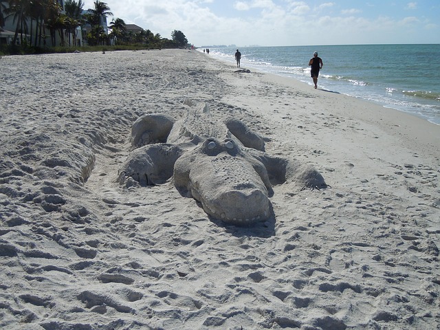 alligator