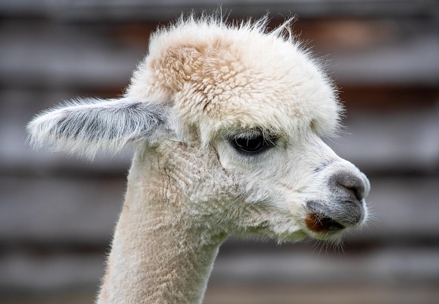 alpaca