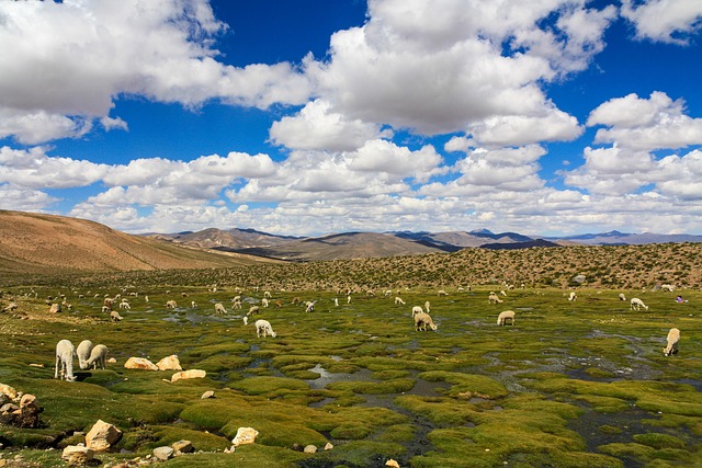 altiplano