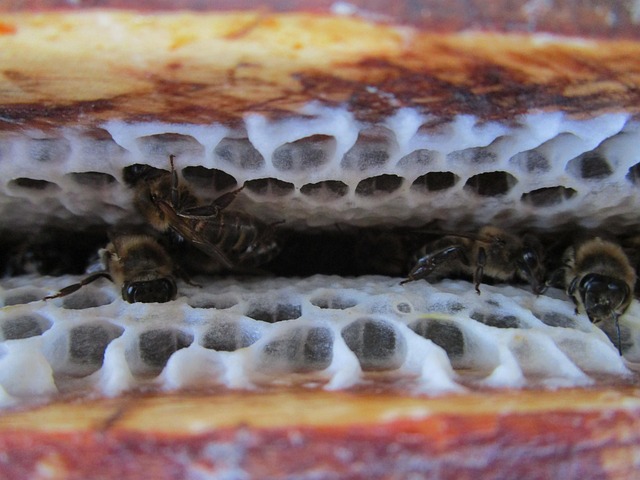 Hình ảnh minh họa ý nghĩa của từ alveoli