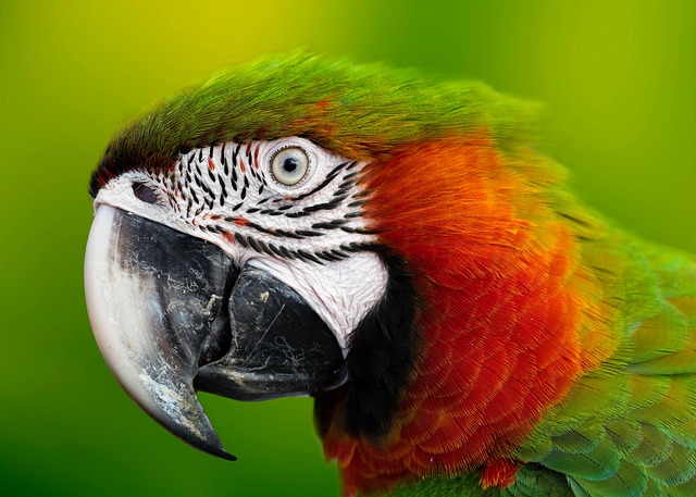 amazon jungle
