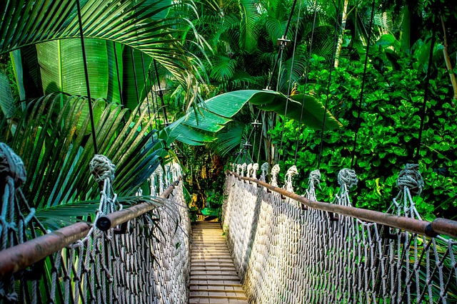 amazon rainforest
