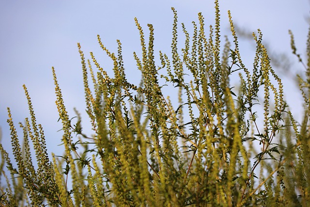 Hình ảnh minh họa ý nghĩa của từ ambrosia