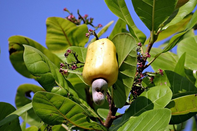 anacardiaceae