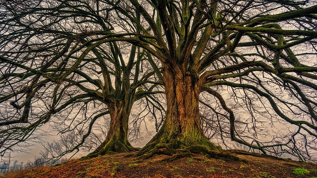 ancient tree