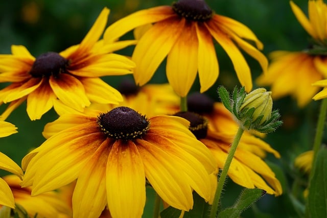 Hình ảnh minh họa ý nghĩa của từ angiosperm