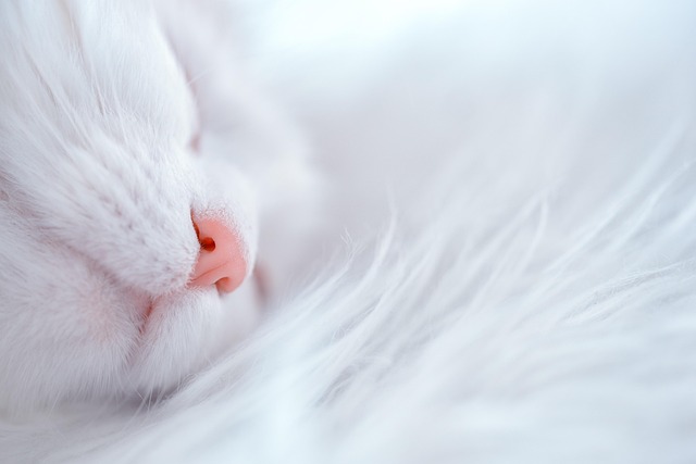 angora