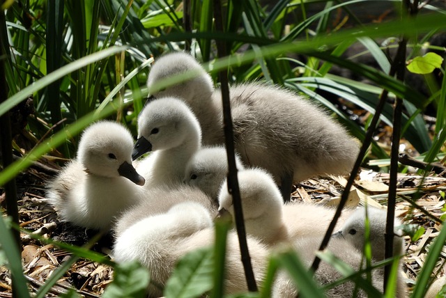 Hình ảnh minh họa ý nghĩa của từ animal-borne