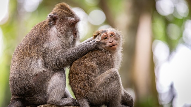 animal behavior