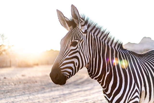 animal body
