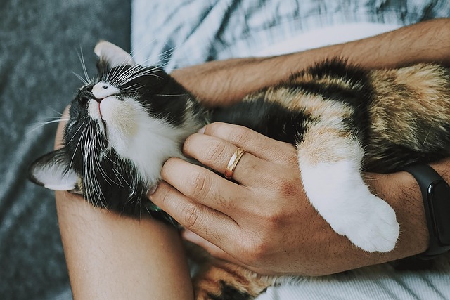 animal care