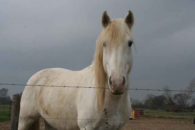 animal caretaker