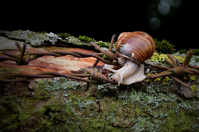 Hình ảnh minh họa ý nghĩa của từ animal liberation
