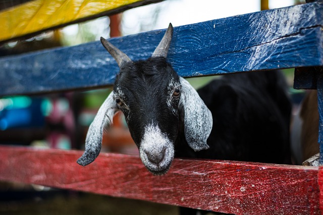 animal refuge