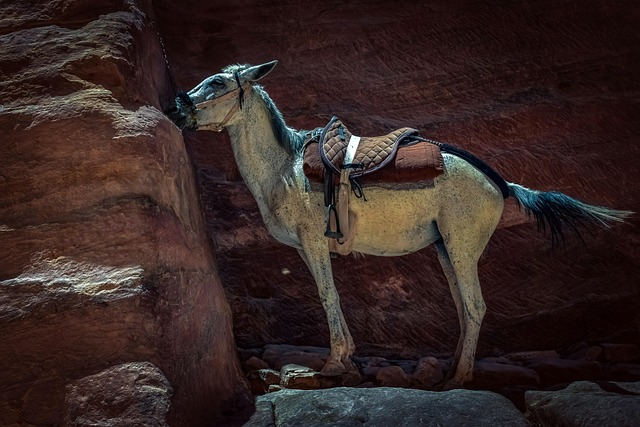 Hình ảnh minh họa ý nghĩa của từ animal rights