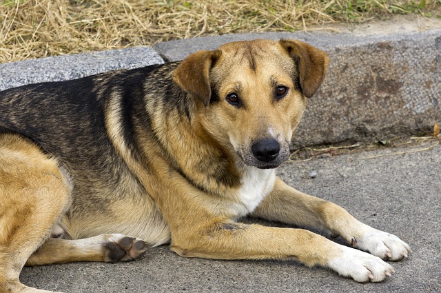 animal suffering