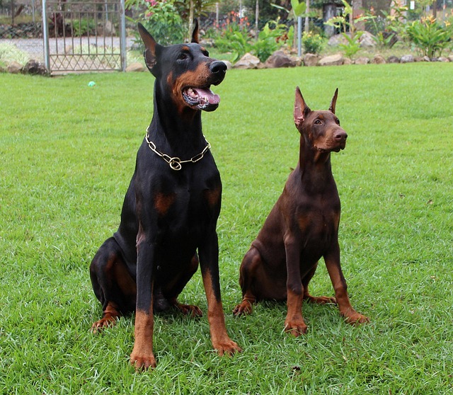 animal trainer