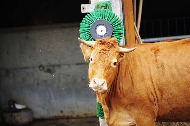 Hình ảnh minh họa ý nghĩa của từ animal well-being