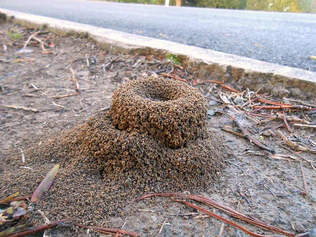 ant mound