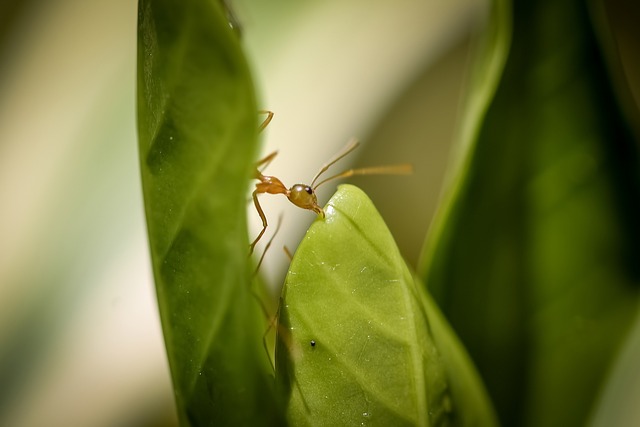 ant nest